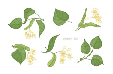 Aufkleber - Bundle of elegant detailed botanical drawings of linden green leaves and blooming yellow flowers. Hand drawn parts of flowering tree, medicinal plant. Floral realistic illustration in vintage style.