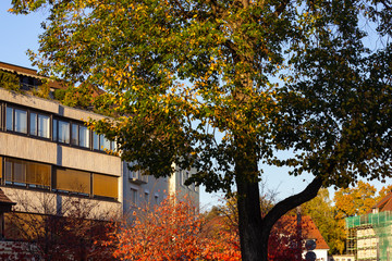 Wall Mural - autumn color tree and leaves on city building facades