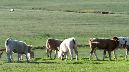 Wall Mural - Herd of cows and calves grazing on meadow. Cows on pasture.