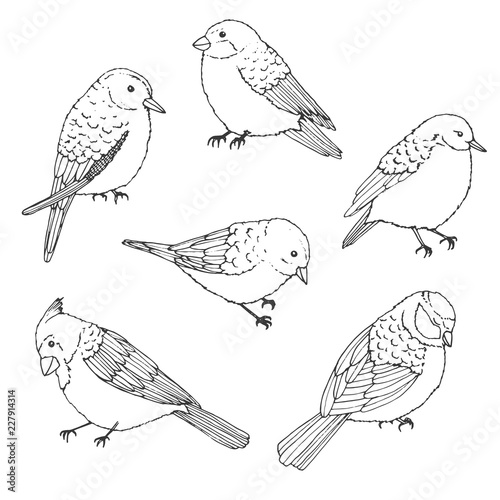 Vector birds outline set. Vintage collection of doodles in sketch style