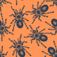 Seamless Vector Pattern With Hand Drawn Tarantula Spiders.