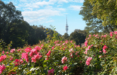 blühendes Rosenbeet im Münchner Luitpoldpark