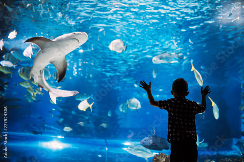Cuadros en Lienzo Serious boy looking in aquarium with tropical fish