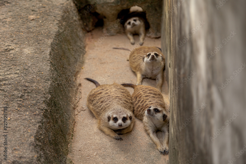 Meerkat , Suricata suricatta is african native animal, small carnivore ...