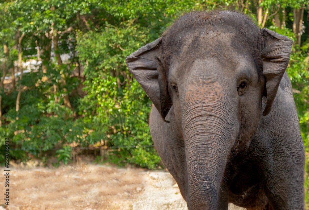 elephant in the Safari park . Elephant” is the national animal of ...
