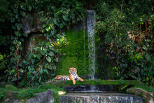 Bengal Tiger Resting Near The Waterfall With Green Moss From Inside The Jungle Zoo .