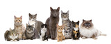 Fototapeta Koty - ten cats in a row