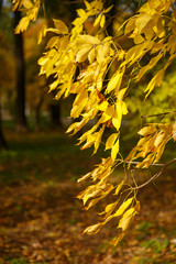 Wall Mural - Background with autumn colorful leaves and plants.