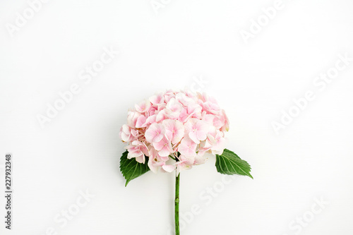 Pink hydrangea flower isolated on white background Poster Mural XXL