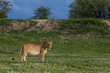 Lions in their natural habitat - captured in the Greater Kruger National Park