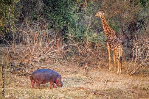 Vászonkép Giraffe and hippoptamus in Kruger National park, South Africa