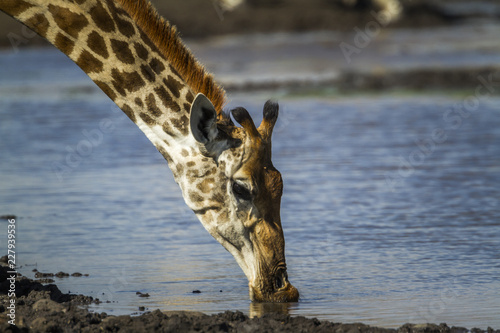 Fényképezés Giraffe in Kruger National park, South Africa ; Specie Giraffa camelopardalis fa