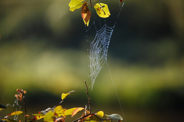Wall Mural - Web on the branches of trees stretched. Many cobwebs, spider Kingdom over the river, at dawn in the fog. Dawn of the canoe trip