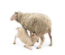White Small Lambs Is Feeded Of His Mother Sheep (Ovis Aries) On A White Background