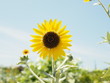 ひまわり sunflower