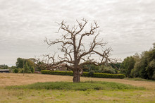 Old Bare Tree In A Meadow.