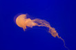 © wolfenstain3d - blue jellyfish