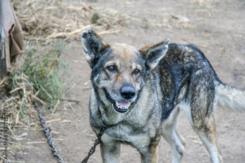 backyard dog chain