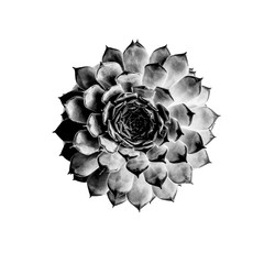 Wall Mural - Natural succulent cactus on white background, top view, flat lay, black and white photography