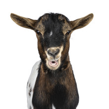 Head Shot Of Funny Chewing White, Brown And Black Spotted Pygmy Goat Front View, Looking Straight At Camera Isolated On White Background