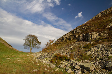 Wall Mural - Sycamore Gap on Hadrian's Wall, Northumberland