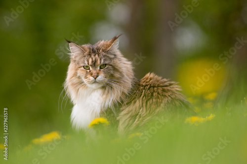 Chat Mignon Maine Coon Poil Long Herbe Moustache Portrait Comprar Esta Foto De Stock Y Explorar Imagenes Similares En Adobe Stock Adobe Stock