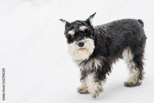 Fotografie, Obraz Dog breed miniature Schnauzer in clothes overalls for a winter walk