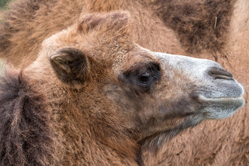 Close up of head of a two humped brown furry bactrian camel photographed at Port Lympne Safari Park in Kent, UK