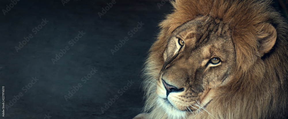 Obraz na płótnie close-up of an African lion w salonie