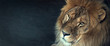 Leinwandbild Motiv close-up of an African lion