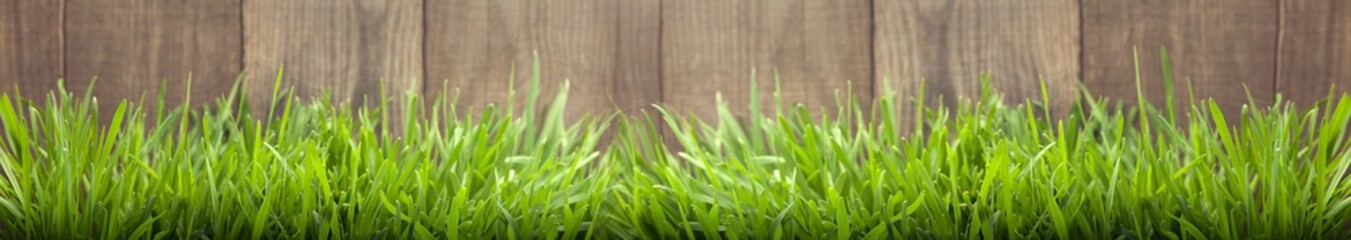 Grass on the background of wood planks, Fresh green lawn near rustic grunge fence