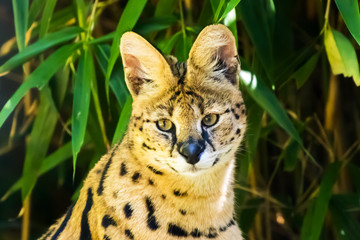 Wall Mural - Serval - Leptailurus serval