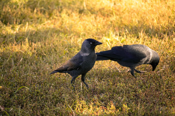 Two young crows are walking on the yellow autumn grass