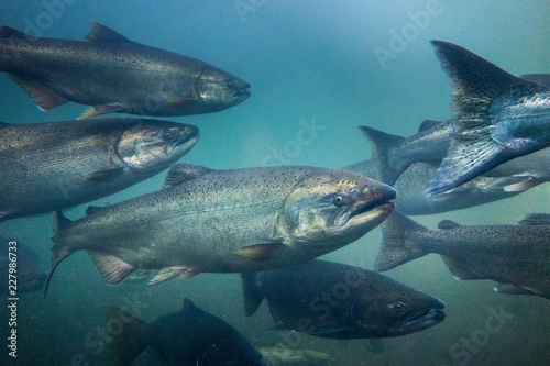 Fotografía Chinook Salmon Underwater