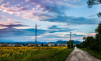 landscape with sunflowers