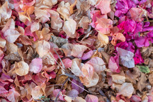 Background Texture Of Yellow, Orange And Pink Leaves, Autumn Fall Leaf Background.
