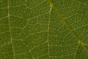Leaf Veins 