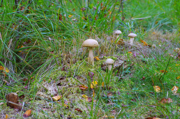 Sticker - Birkenpilz im Wald- birch boletus in forest