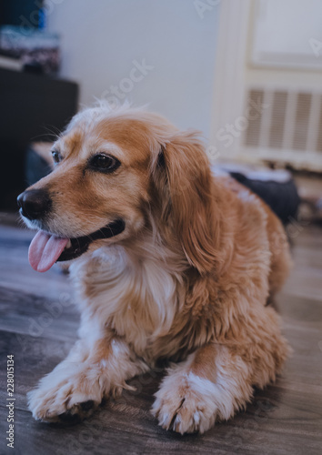 dachshund and cocker spaniel