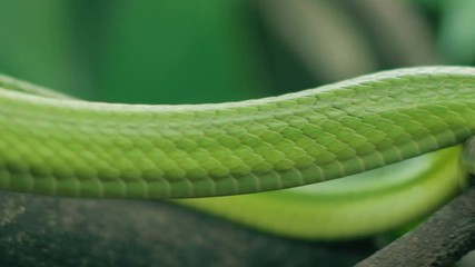 Wall Mural - beautiful snake with shining green skin red-tailed green ratsnake lying peacefully on branch in trop