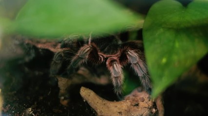 Wall Mural - dangerous tarantula spider hiding under the tropical leaves, creepy arachnophobia concept, detail cl
