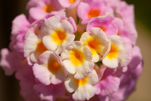 Lantana Urticoides, Also Known As West Indian Shrubverbena, Texas Lantana Or Calico Bush, Is A  That Grows In Mexico And The U.S. States Of Texas, Louisiana And Mississippi 