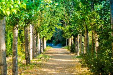 Beautiful path through the forest surrounded by trees. road near Aranjuez, Spain. Horizontal and in summer photo.