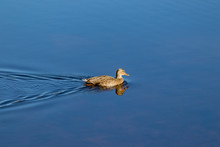 Lone Duck In Water, Autumn Morning.