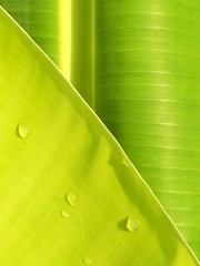 Wall Mural - Softly focus of water drops on green banana leaves for natural background design with growth and fresh concept