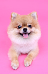 Wall Mural - Pomeranian dog smiling with pink backdrop.