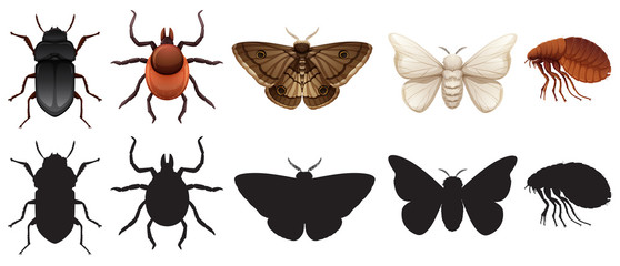 Wall Mural - Set of insects and silhouettes