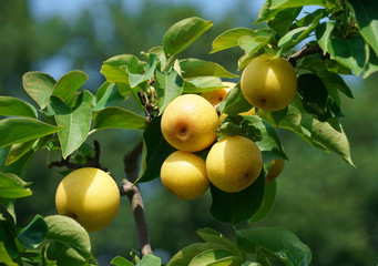 Wall Mural - close up on yellow Asian pear on the tree