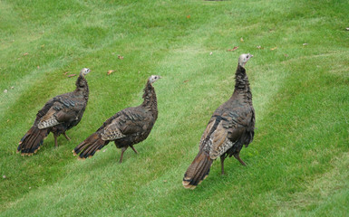 Wall Mural - close up on wild turkeys on the meadow