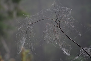 spider webs